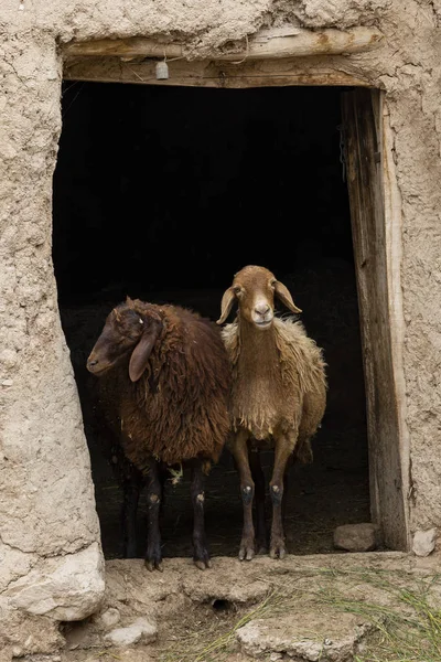 Dos ovejas Irán — Foto de Stock