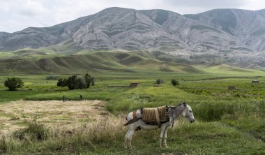 Razavi Khorasan Mountains Donkey clipart