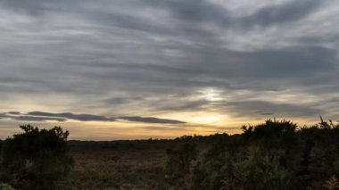 İngiltere 'nin New Forest şehrinde günbatımında, sonbaharda Heathland, ağaçlar ve eğreltiotlarının zaman akışı.