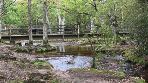 Árboles Autum Arroyo Puente Parque Nacional New Forest Inglaterra — Vídeos de Stock