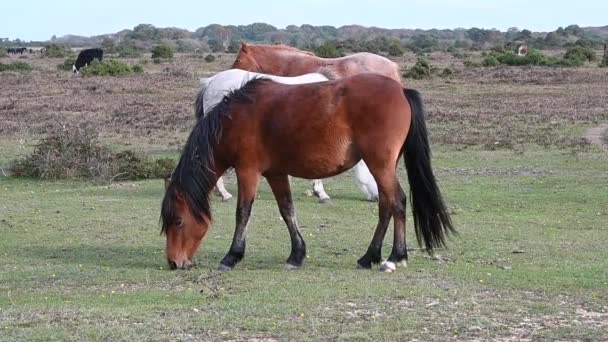 茶色と白の馬に立って 国立公園新しいフォレスト イギリスのヒースの草原が休んで — ストック動画