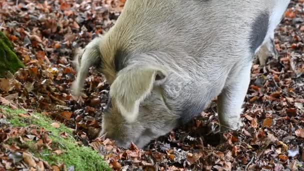 Dzika Świnia Jesień Parku Narodowym New Forest Anglia — Wideo stockowe