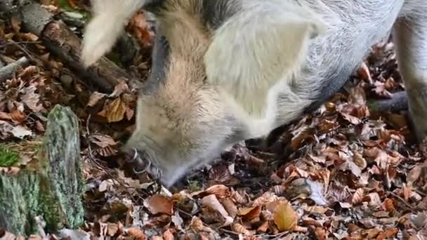 Wildschweine Herbst Nationalpark New Forest England — Stockvideo