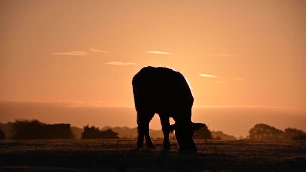 Morgon Och Soluppgång Med Orange Färger National Park New Forest — Stockvideo