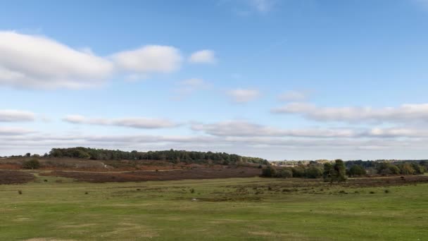 Tempo Limite Charneca Árvores Samambaias Outono New Forest Inglaterra — Vídeo de Stock