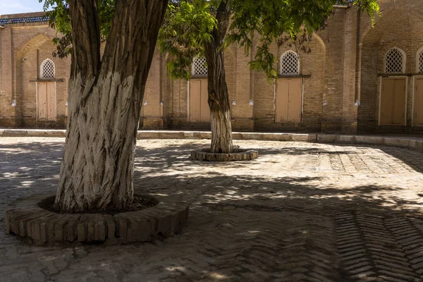 Náměstí Stromy Centru Starého Města Khiva Uzbekistánu — Stock fotografie