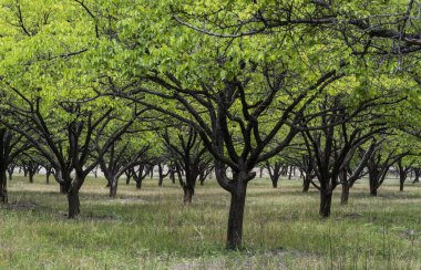 Tadzjikistan 'daki Zeravshan nehri vadisinde bir sürü asma ağacı olan bir abricot bahçesi..
