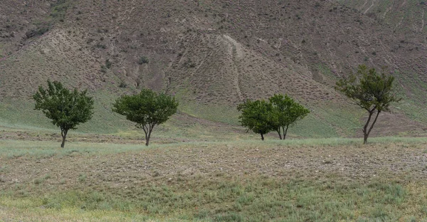 Cuatro Árboles Cerca Vishkent Provincia Sughd Tayikistán Con Montañas —  Fotos de Stock