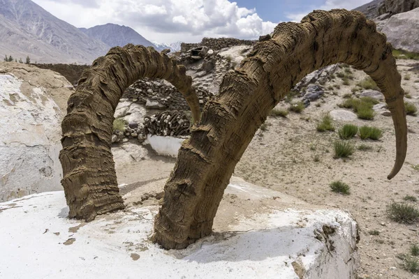 Cuernos Íbice Capra Siberica Cementerio Corredor Wakhan Tayikistán — Foto de Stock