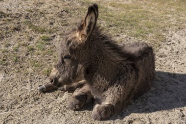 Tacikistan 'daki Khargush Geçidi' ndeki Pamir Otobanı 'nda Eşek..