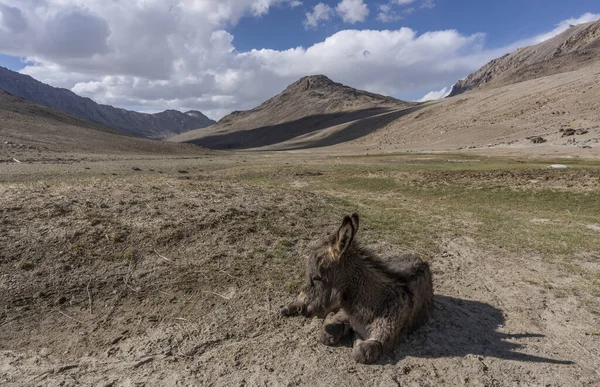 Γάιδαροι Στην Εθνική Οδό Pamir Στο Πέρασμα Khargush Στο Τατζικιστάν — Φωτογραφία Αρχείου