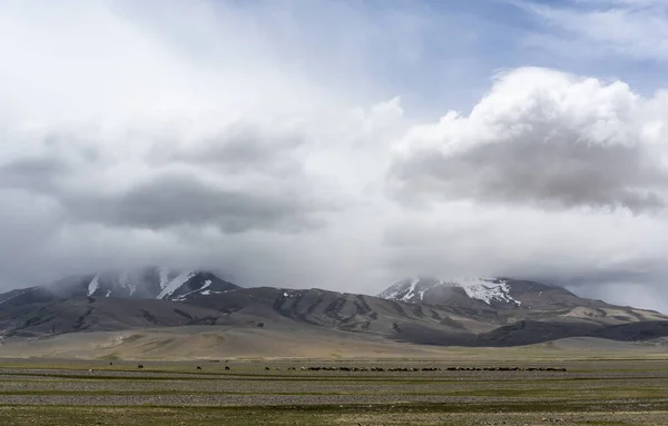 Får Besättning Alichur Med Höga Snöiga Berg Tadzjikistan Vid Pamir — Stockfoto