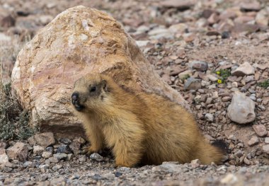 Tacikistan 'da, Pamir Otoyolu' ndaki çölde siyah kuyruklu bir köstebek..