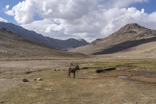 Burros Autopista Pamir Paso Khargush Tayikistán — Foto de Stock