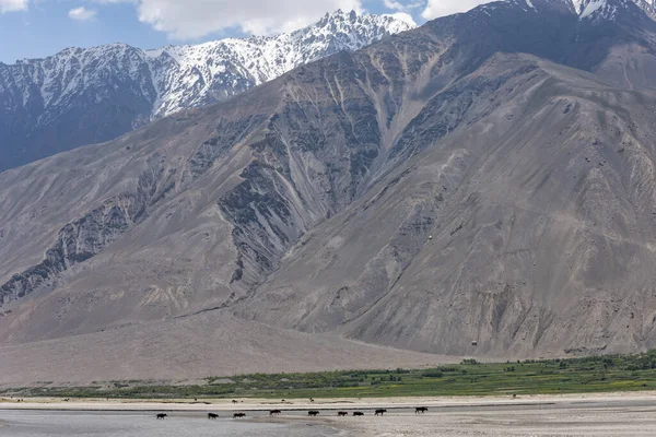 Ganado Corredor Valle Wakhan Con Río Reka Frontera Tayikistán Afganistán — Foto de Stock