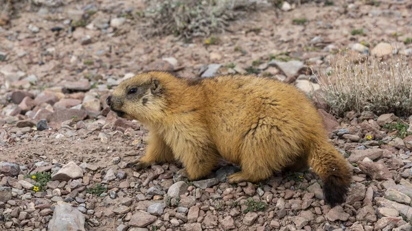 Groundhog Μαύρη Ουρά Στην Έρημο Του Τατζικιστάν Στην Εθνική Οδό — Φωτογραφία Αρχείου