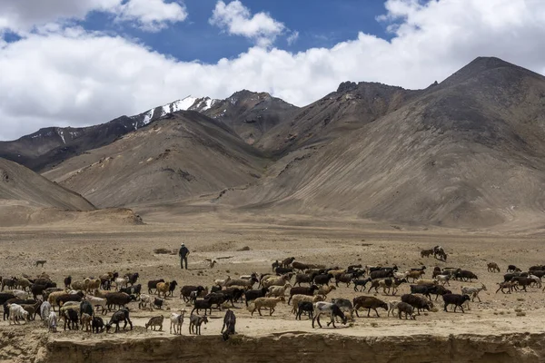 Manada Ovejas Cabras Cerca Murghab Con Montañas Nevadas Tayikistán Autopista — Foto de Stock