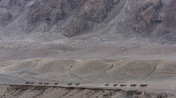 Αγέλη Αλόγων Στον Διάδρομο Wakhan Και Στην Κοιλάδα Του Τατζικιστάν — Φωτογραφία Αρχείου
