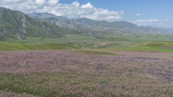 Blumenfelder Und Tal Mit Bergen Sommer Bei Kazarman Kirgisistan — Stockfoto