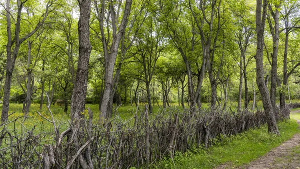 Árboles Nuez Bosque Nueces Arslanbob Kirguistán Imágenes De Stock Sin Royalties Gratis