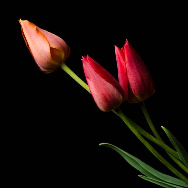 siyah arka plan üzerine lale