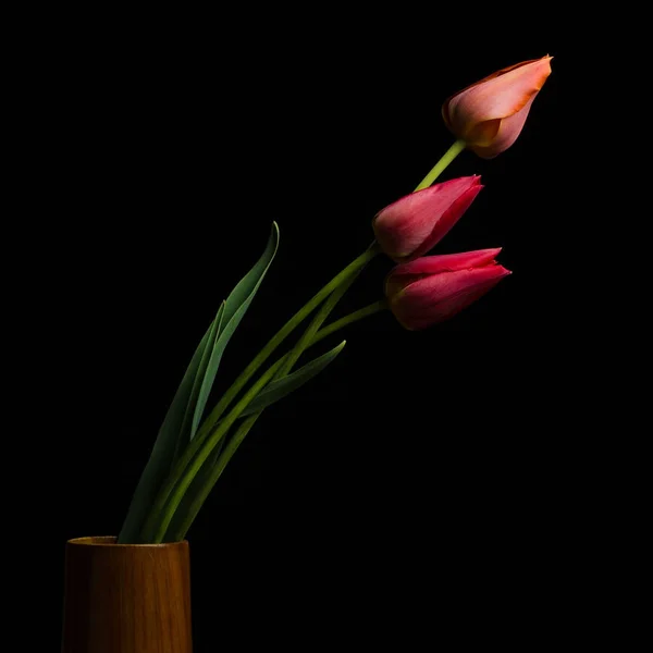 Tulipa no fundo preto — Fotografia de Stock