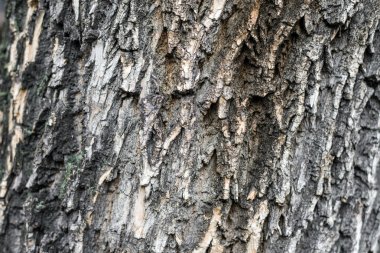 Bir ağaç kabuğu yakın çekim