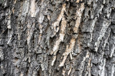 Bir ağaç kabuğu yakın çekim