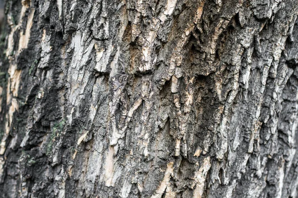 Bir ağaç kabuğu yakın çekim