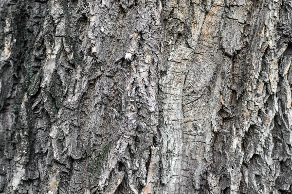 Το φλοιό ενός δέντρου, κοντινό πλάνο — Φωτογραφία Αρχείου
