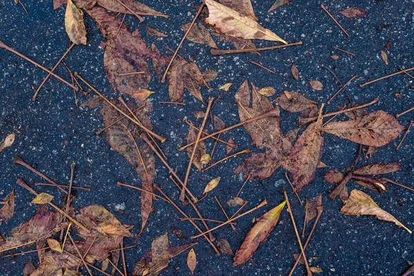 Autumn leaves puddle of blue asphalt — Stock Photo, Image