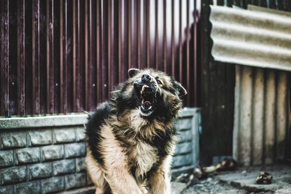 Angry dog close up