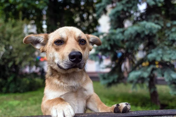 Toulavý pes dívá přímo do kamery — Stock fotografie