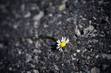 Asfalt üzerinde papatya