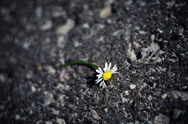 Asfalt üzerinde papatya