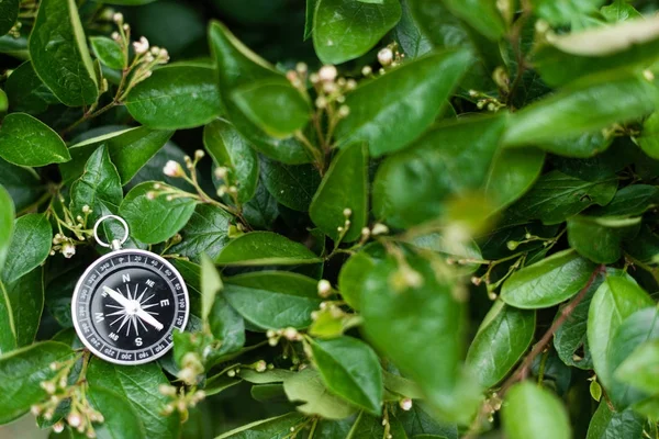Pusula ve harita üzerinde yeşil yaprakları. Üstten Görünüm