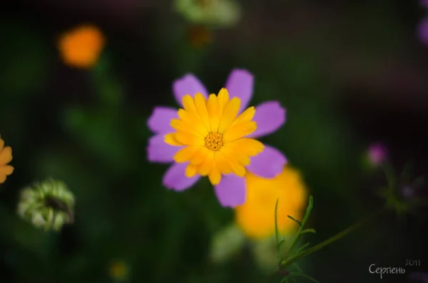 Flor de enfoque suave sobre fondo de la naturaleza — Foto de Stock