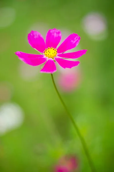 Soft focus flower on nature background — Stock Photo, Image