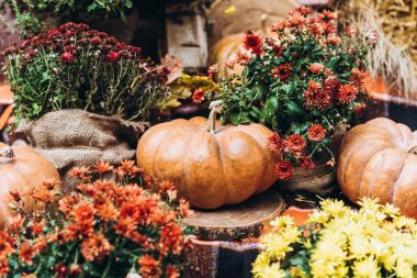 Şükran günü Natürmort: kabaklar sonbahar akşam toplama, sığ derinlik-in tarla sonra Festival arka planda, güneşli döşeme