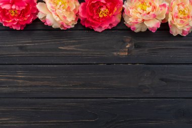 Beautiful fresh peonies on dark wooden surface