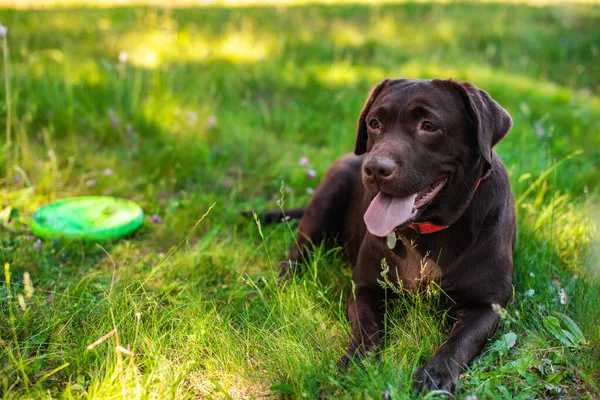 Gros plan labrador couché pendant le repos sur la pelouse verte — Photo