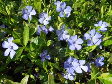 Cezayir menekşesi, mavi zemin örtüsü çiçekler