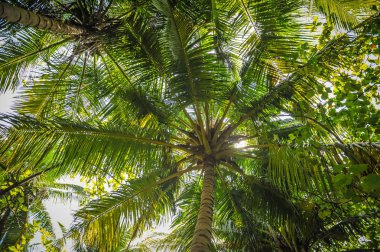 Palmiye yaprakları ve tatil mavi gökyüzü. Palmiye yaprakları ve bagajda güneş