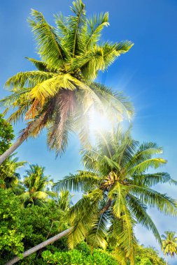 Palmiye yaprakları ve tatil mavi gökyüzü. Palmiye yaprakları ve bagajda güneş