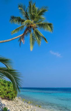 Palmiye yaprakları ve tatil mavi gökyüzü. Palmiye yaprakları ve bagajda güneş