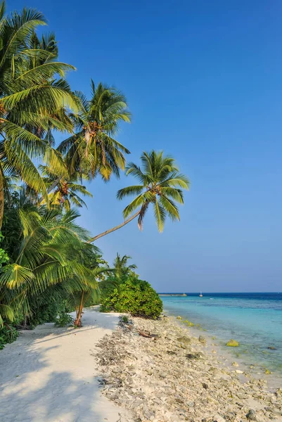 Palmiye yaprakları ve tatil mavi gökyüzü. Palmiye yaprakları ve bagajda güneş
