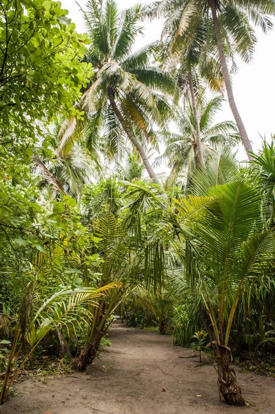 Folhas de palma.Floresta tropical na ilha no oceano Índio.Bela paisagem de selva tropical úmida.Foto de um fundo de floresta tropical Fotografia De Stock