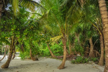 Palmiye yaprakları. Hint Okyanusu'nda adada tropikal orman. Nemli tropikal orman güzel manzara. Tropikal orman arka plan resmini 