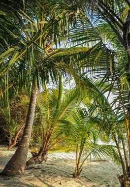 Palmiye yaprakları. Hint Okyanusu'nda adada tropikal orman. Nemli tropikal orman güzel manzara. Tropikal orman arka plan resmini 