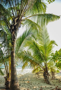 Palmiye yaprakları. Hint Okyanusu'nda adada tropikal orman. Nemli tropikal orman güzel manzara. Tropikal orman arka plan resmini 